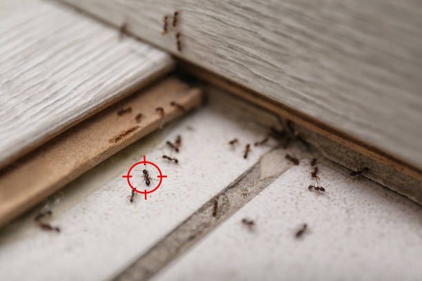 Best Best Pest Control Companies  in King City, CA