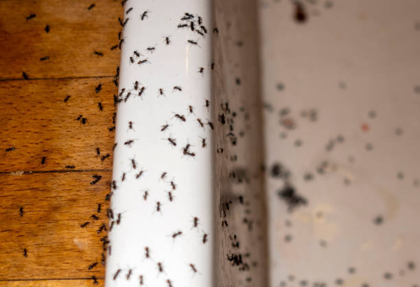 Best Bed Bug Extermination  in King City, CA