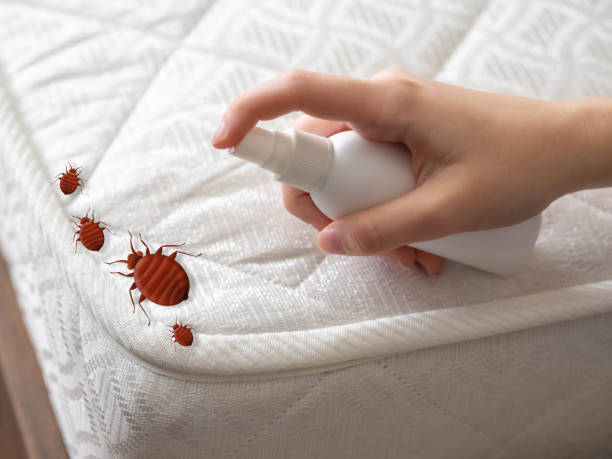 Best Spider Control Near Me  in King City, CA